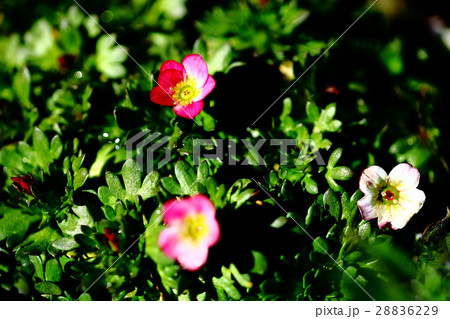 可愛い西洋クモマソウの花 可愛い西洋クモマソウの花 28836229