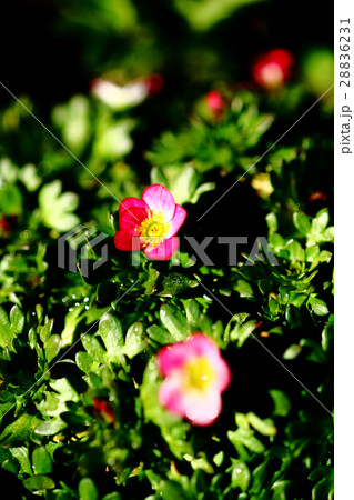 可愛い西洋クモマソウの花 28836231