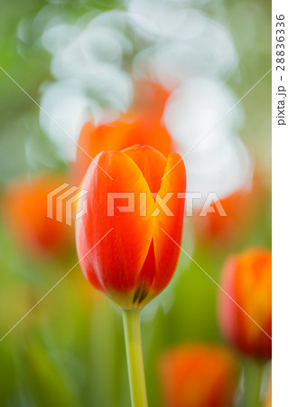 Orange tulips in the garden. 28836336