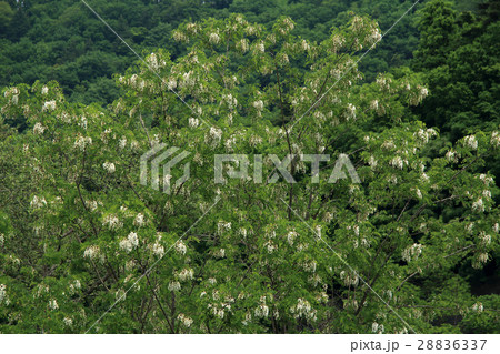 花開くニセアカシア 只見町 花開くニセアカシア 只見町 28836337