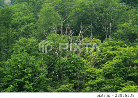 新緑の樹林 只見町 新緑の樹林 只見町 28836338