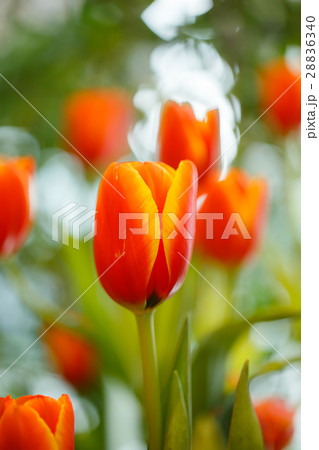 Orange tulips in the garden. Orange tulips in the garden. 28836340