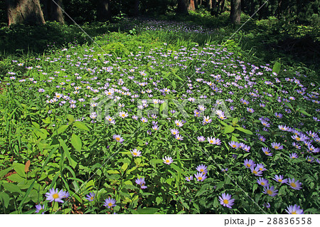 群生するミヤマヨメナ　只見町 28836558