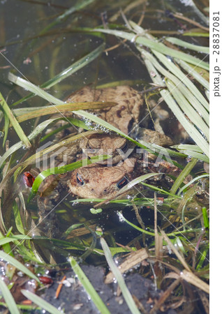 Reproduction of the frogs - mating of toads 28837081