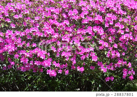 サツキ サツキ 28837801