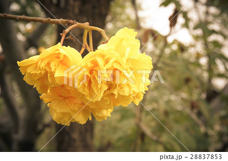 Cochlospermum regium flower close up Cochlospermum regium flower close up 28837853