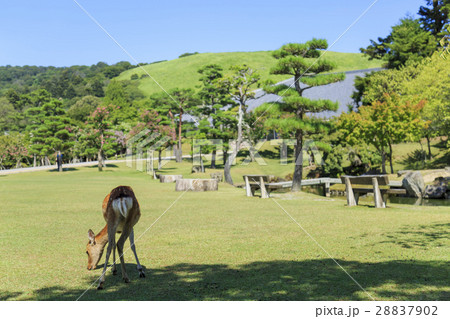 奈良公園 鹿と若草山の写真素材