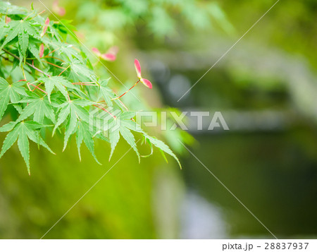 鹿児島・仙巌園（磯庭園）のピンクの花が咲く春の日本庭園 28837937