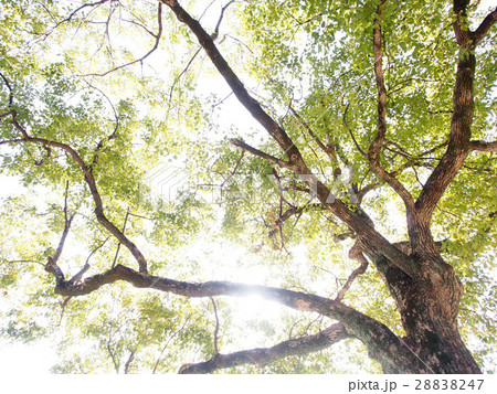 公園の大木 28838247