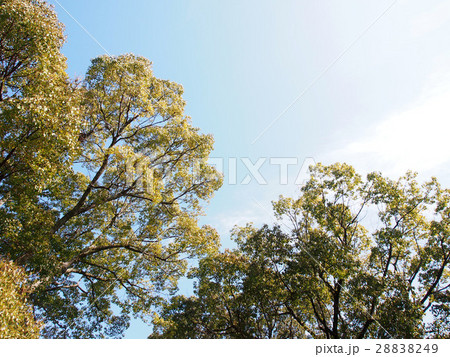 公園の大木 公園の大木 28838249
