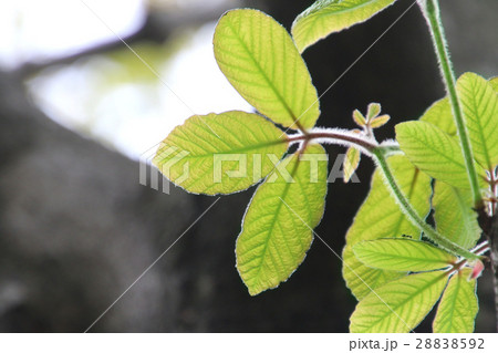 メグスリノキの葉(目薬の木) メグスリノキの葉(目薬の木) 28838592