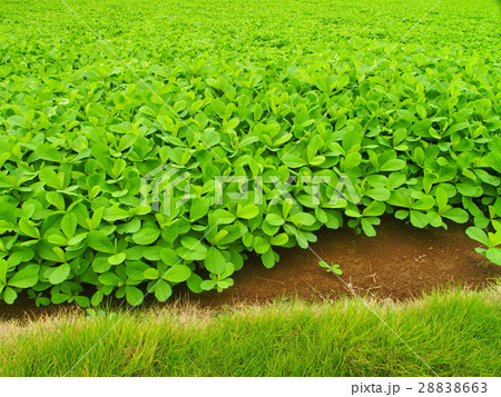 若草茂る畑風景 28838663