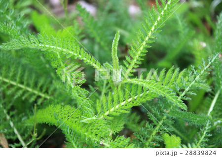 セイヨウノコギリソウ(キク科) セイヨウノコギリソウ(キク科) 28839824