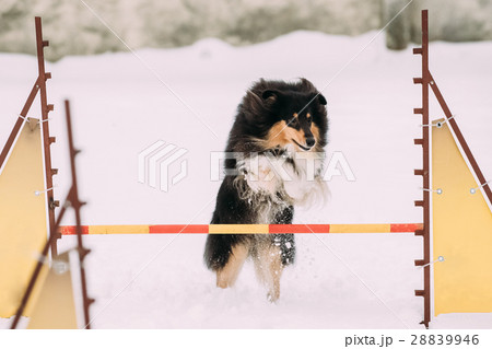 Young Shetland Sheepdog, Sheltie, Collie Playing Young Shetland Sheepdog, Sheltie, Collie Playing 28839946