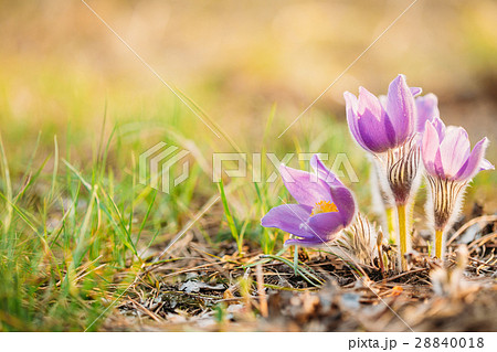 Wild Young Pasqueflower In Early Spring. Flower Wild Young Pasqueflower In Early Spring. Flower 28840018