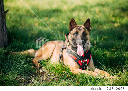 Malinois Dog Sit Outdoors In Green Grass 28840063