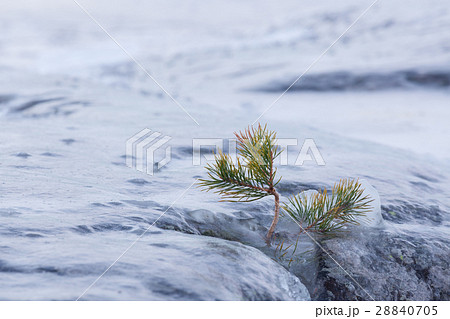 Frozen small pine tree and rock outdoor Frozen small pine tree and rock outdoor 28840705