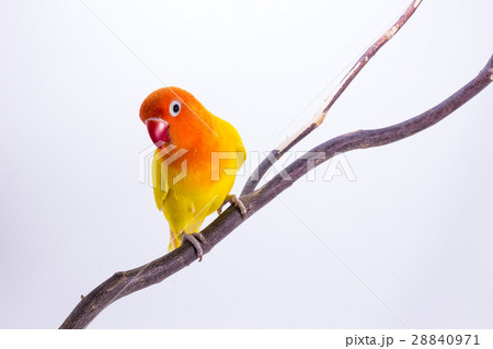 Yellow Lovebird on branch 28840971