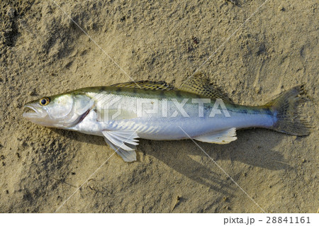 Freshwater zander Freshwater zander 28841161