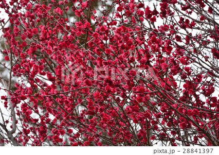 仙台・東照宮の梅 28841397