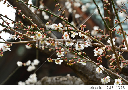 仙台・東照宮の梅 28841398