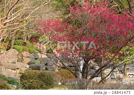 仙台・勾当台公園の梅 仙台・勾当台公園の梅 28841475