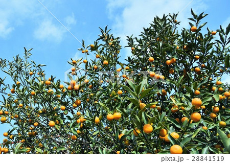 キンカン キンカン 28841519