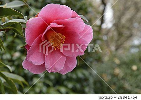椿の花 28841764