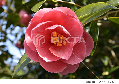 椿の花 28841781