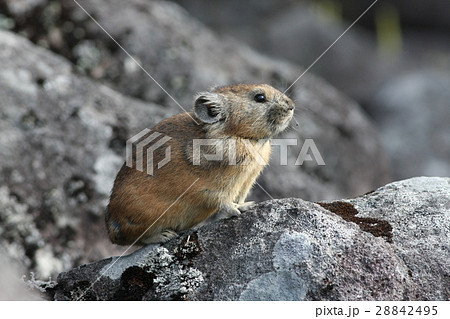 なきうさぎ 図鑑用 なきうさぎ 図鑑用 28842495