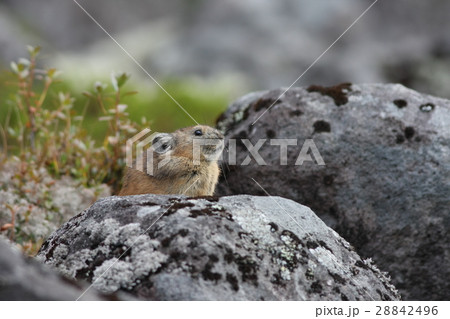 なきうさぎ 日向は暖か 28842496