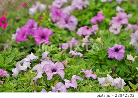 紫色のお花（Purple Flowers） 28842502