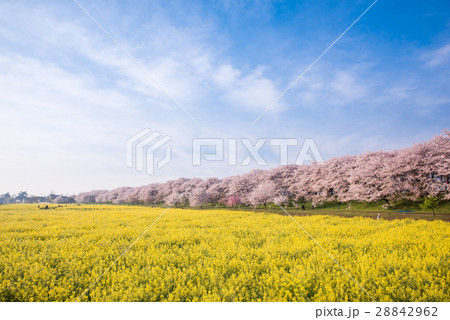 幸手権現堂桜堤 28842962