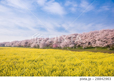 幸手権現堂桜堤 28842963