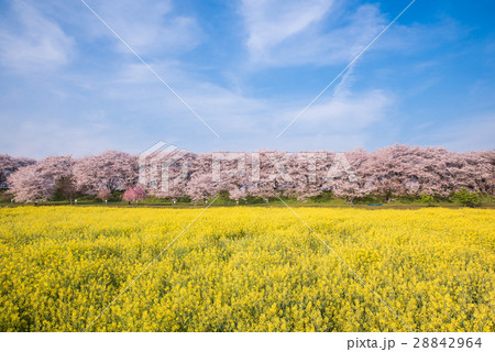 幸手権現堂桜堤 28842964