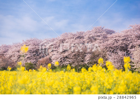 幸手権現堂桜堤 28842965
