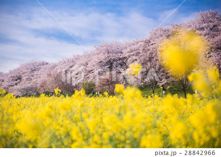 幸手権現堂桜堤 28842966