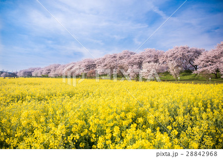 幸手権現堂桜堤 28842968