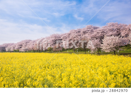 幸手権現堂桜堤 幸手権現堂桜堤 28842970
