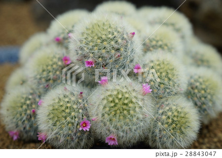 サボテン 咲くやこの花館 サボテン 咲くやこの花館 28843047