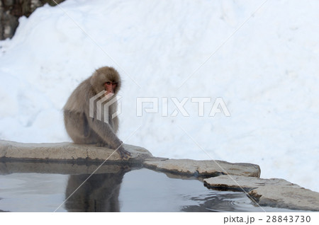 地獄谷の猿 28843730