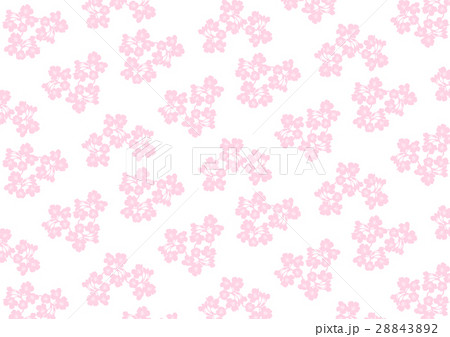 桜の花 背景 イラスト 白背景のイラスト素材 2432