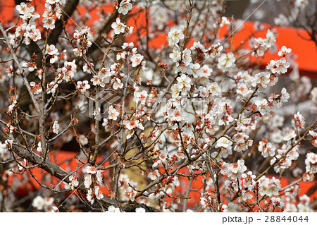 仙台・榴岡天満宮の梅 28844044