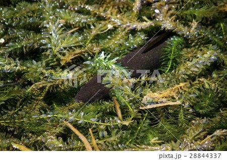 水草から顔を出す魚 水草から顔を出す魚 28844337