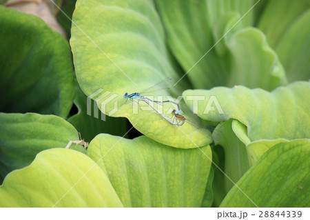 イトトンボのハート 28844339