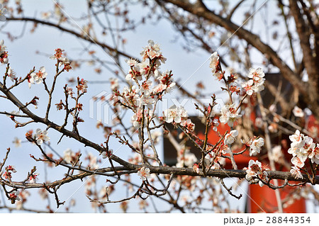 仙台・榴岡天満宮の梅 28844354