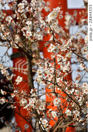 仙台・榴岡天満宮の梅 28844355