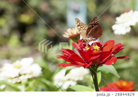Closeup butterfly on flower 28844829