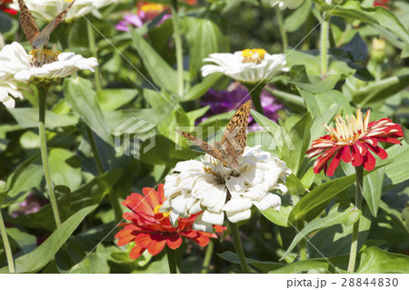 Closeup butterfly on flower 28844830