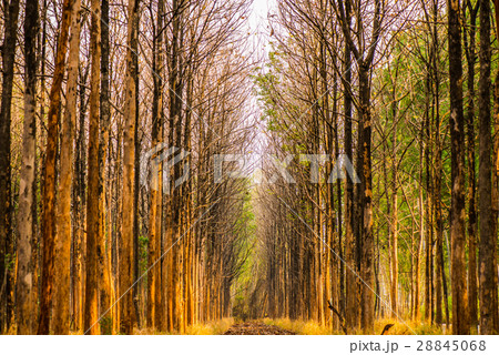 Deciduous trees 5 Deciduous trees 5 28845068